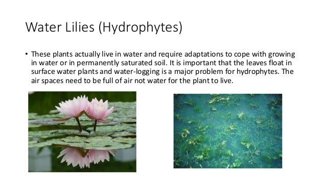 Adaptations of plants- Xerophytes and hydrophytes diagram of water lily leaf 