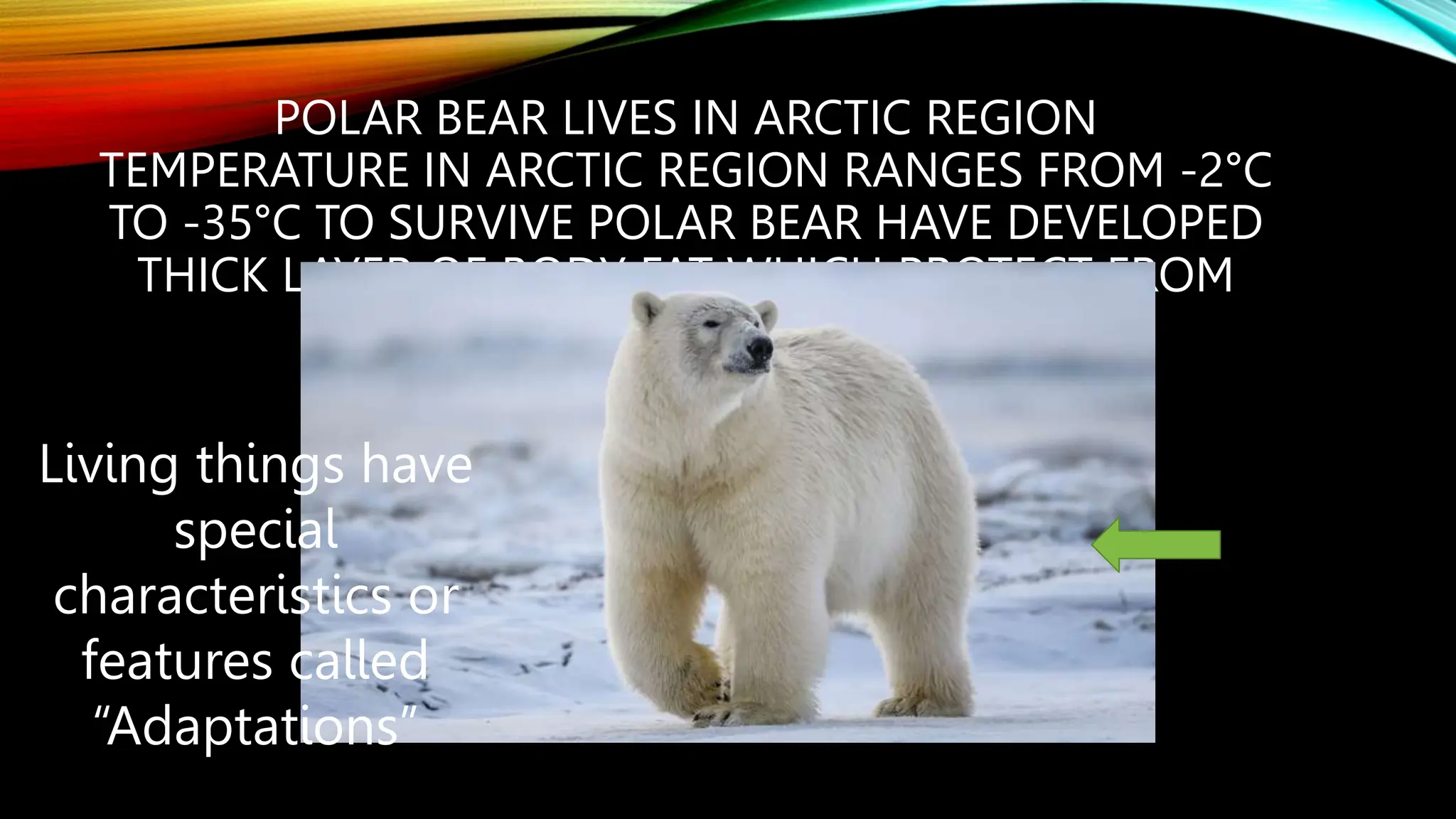 POLAR BEAR LIVES IN ARCTIC REGION
TEMPERATURE IN ARCTIC REGION RANGES FROM -2°C
TO -35°C TO SURVIVE POLAR BEAR HAVE DEVELOPED
THICK LAYER OF BODY FAT WHICH PROTECT FROM
SUCH LOW TEMPERATURES.
Thick layer
of skin
Living things have
special
characteristics or
features called
“Adaptations”
 