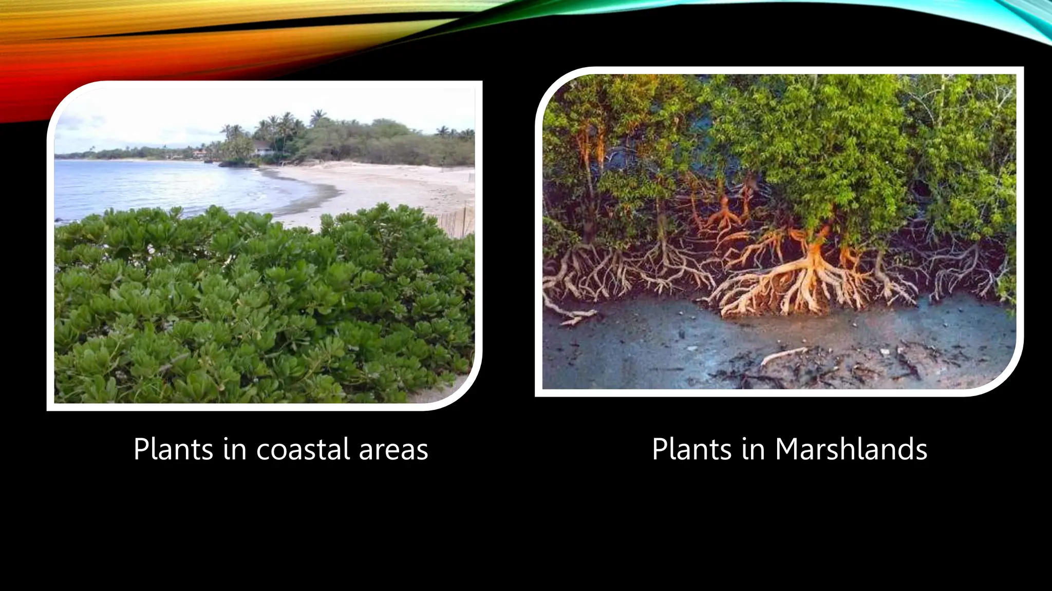 Plants in coastal areas Plants in Marshlands
 