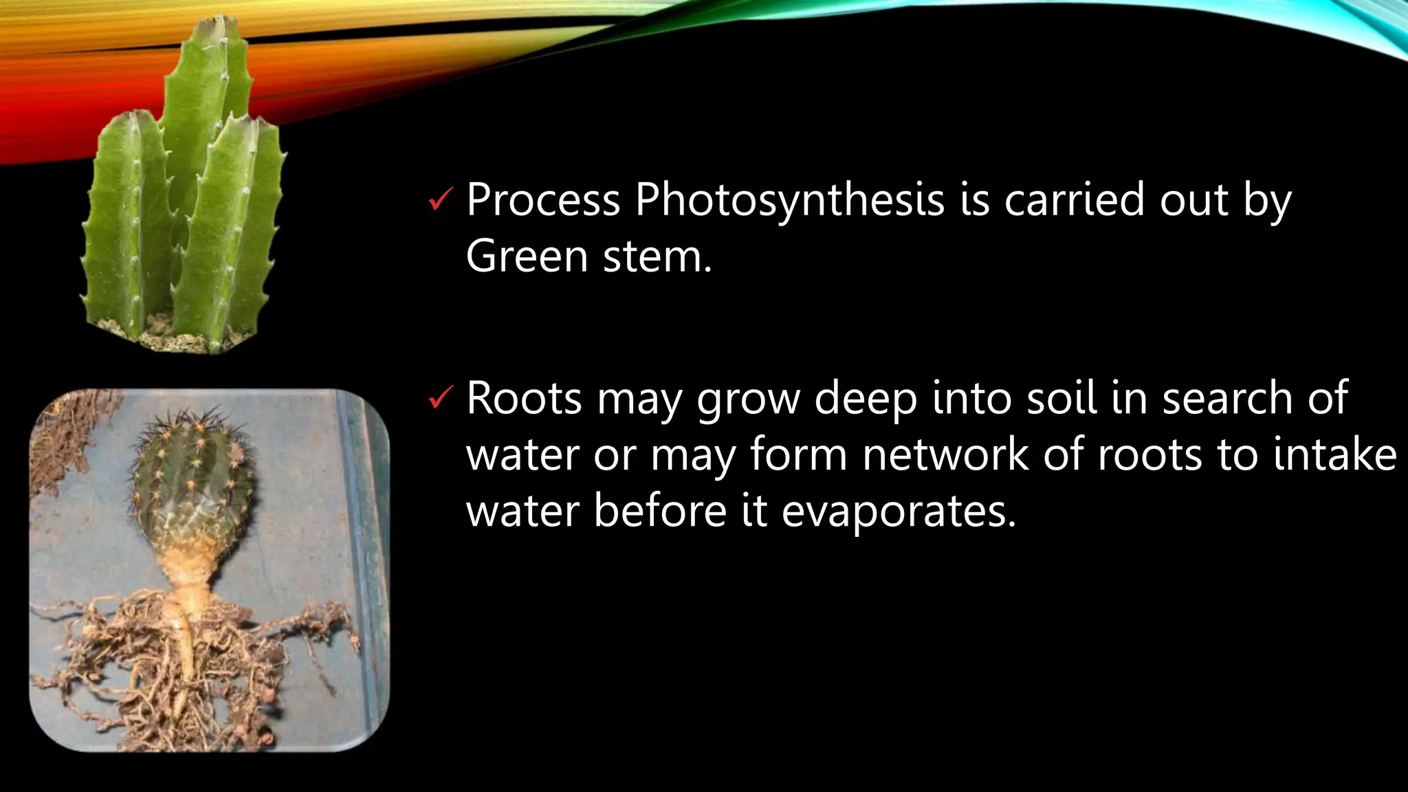  Process Photosynthesis is carried out by
Green stem.
 Roots may grow deep into soil in search of
water or may form network of roots to intake
water before it evaporates.
 