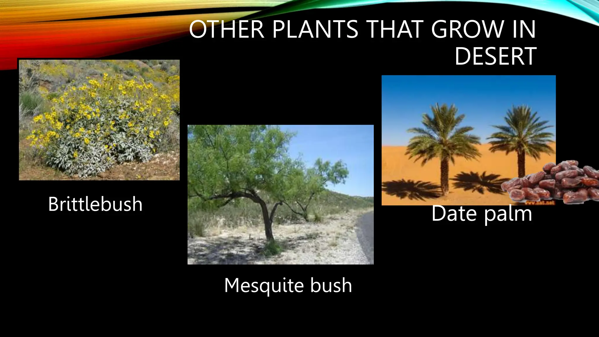 OTHER PLANTS THAT GROW IN
DESERT
Brittlebush Date palm
Mesquite bush
 