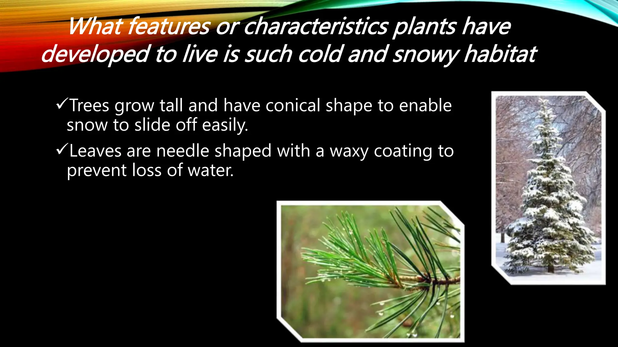What features or characteristics plants have
developed to live is such cold and snowy habitat
Trees grow tall and have conical shape to enable
snow to slide off easily.
Leaves are needle shaped with a waxy coating to
prevent loss of water.
 