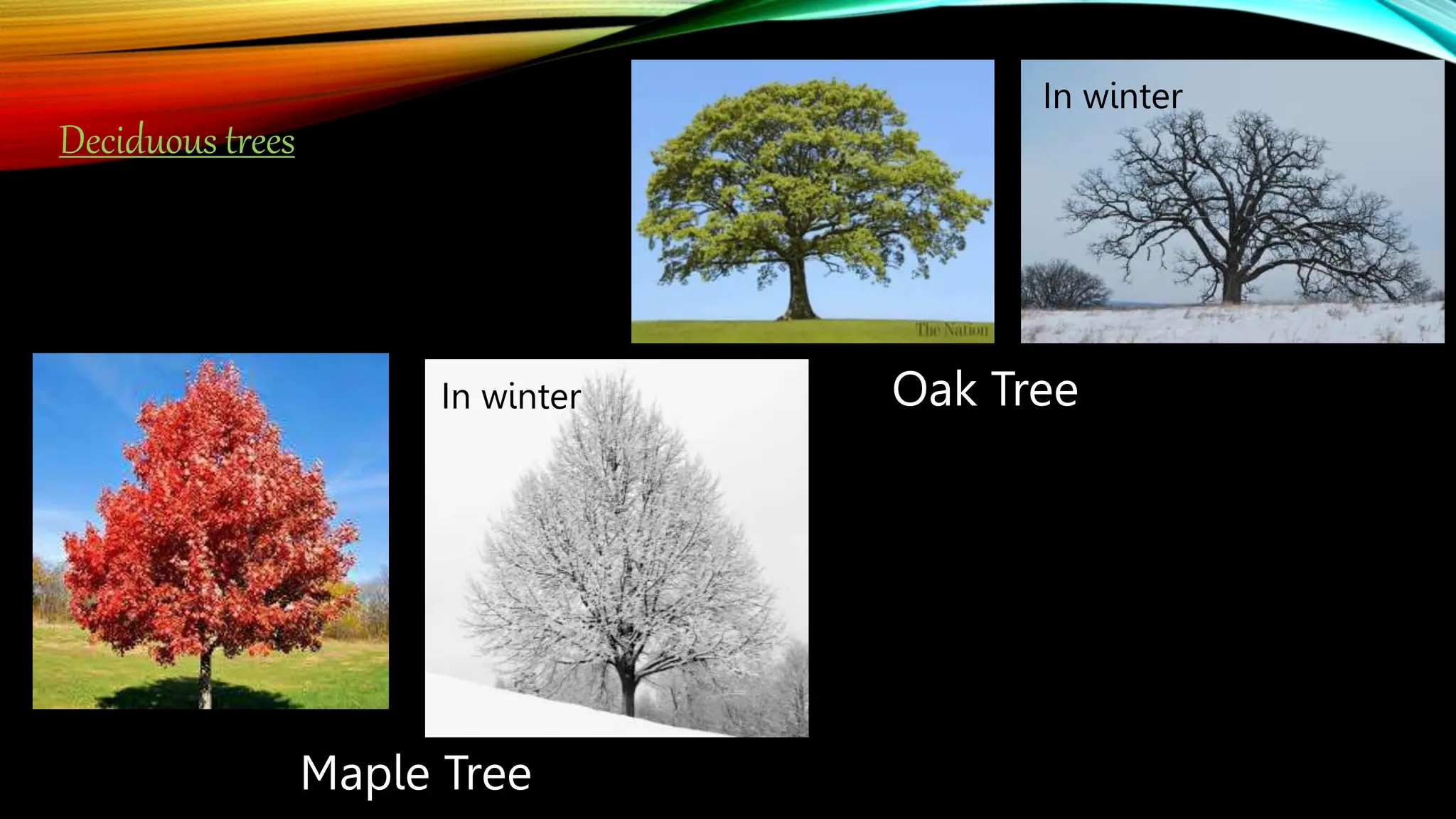 Deciduous trees
Oak Tree
In winter
In winter
Maple Tree
 