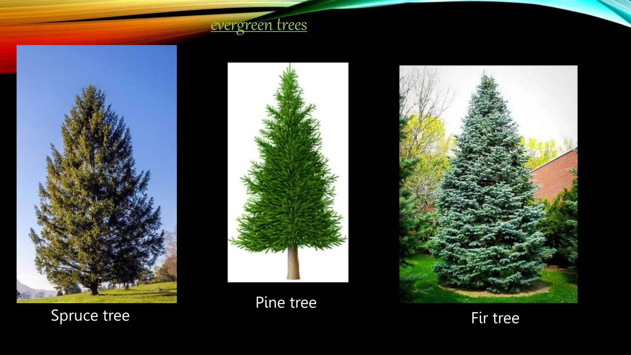 evergreen trees
Spruce tree
Pine tree
Fir tree
 