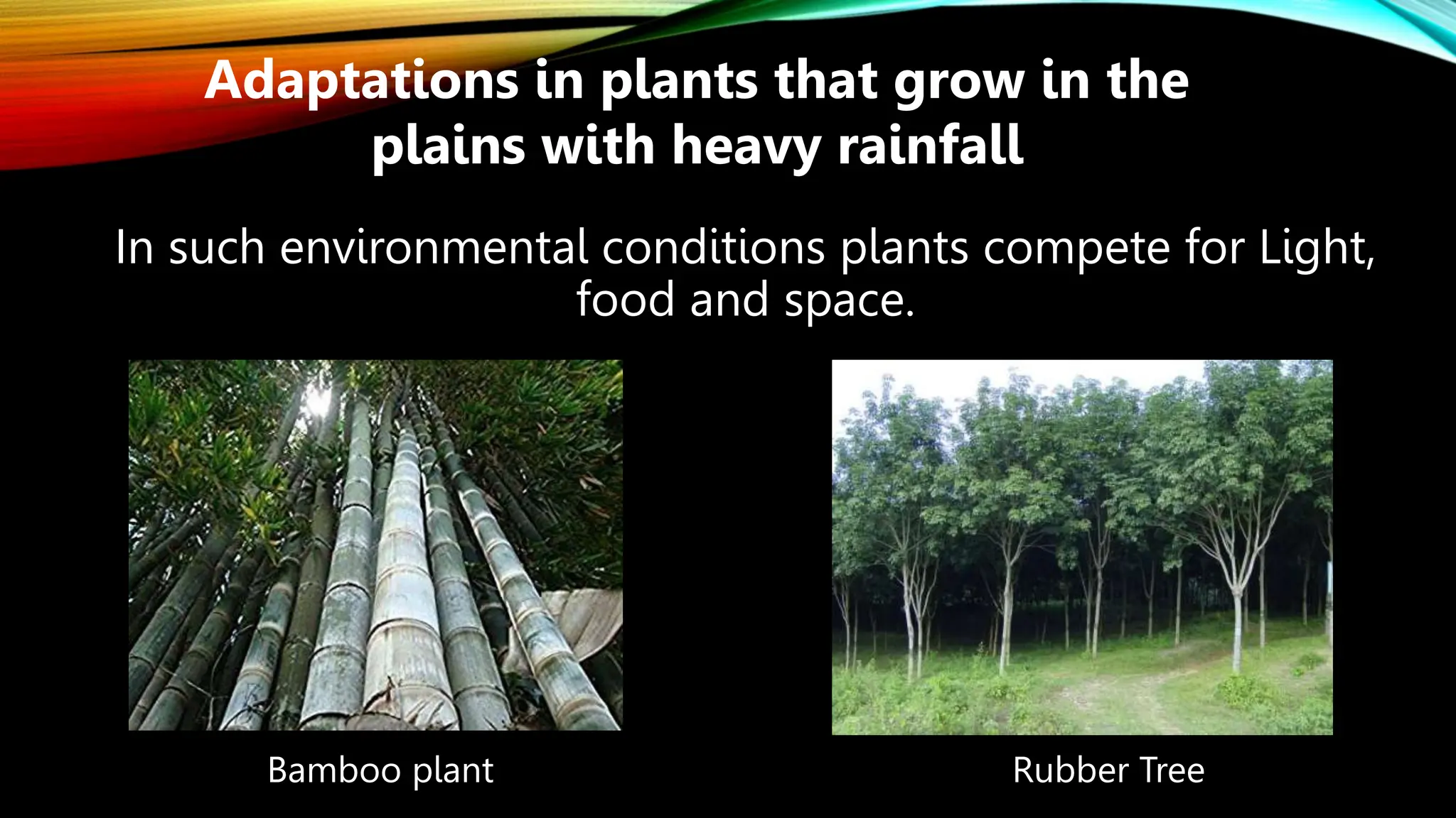In such environmental conditions plants compete for Light,
food and space.
Adaptations in plants that grow in the
plains with heavy rainfall
Bamboo plant Rubber Tree
 