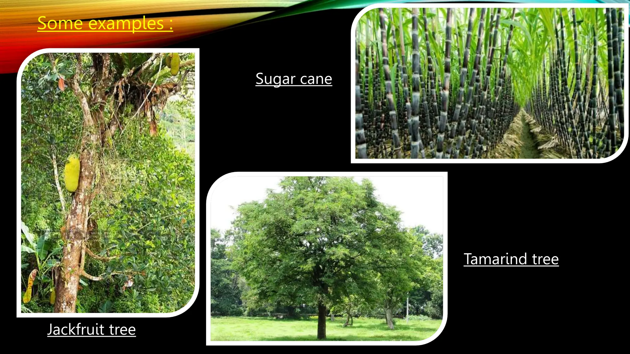 Jackfruit tree
Tamarind tree
Sugar cane
Some examples :
 