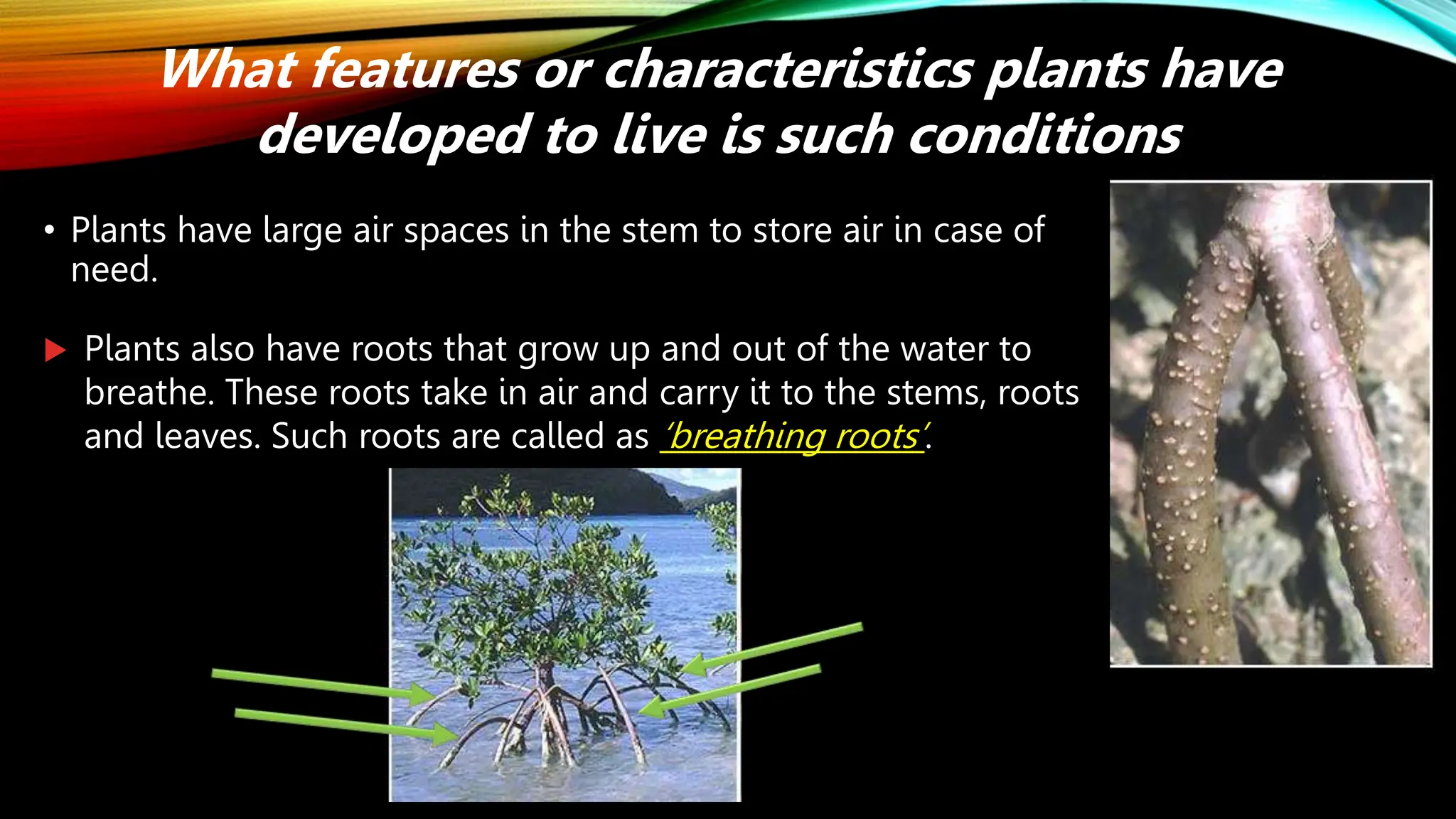 • Plants have large air spaces in the stem to store air in case of
need.
What features or characteristics plants have
developed to live is such conditions
 Plants also have roots that grow up and out of the water to
breathe. These roots take in air and carry it to the stems, roots
and leaves. Such roots are called as ‘breathing roots’.
 