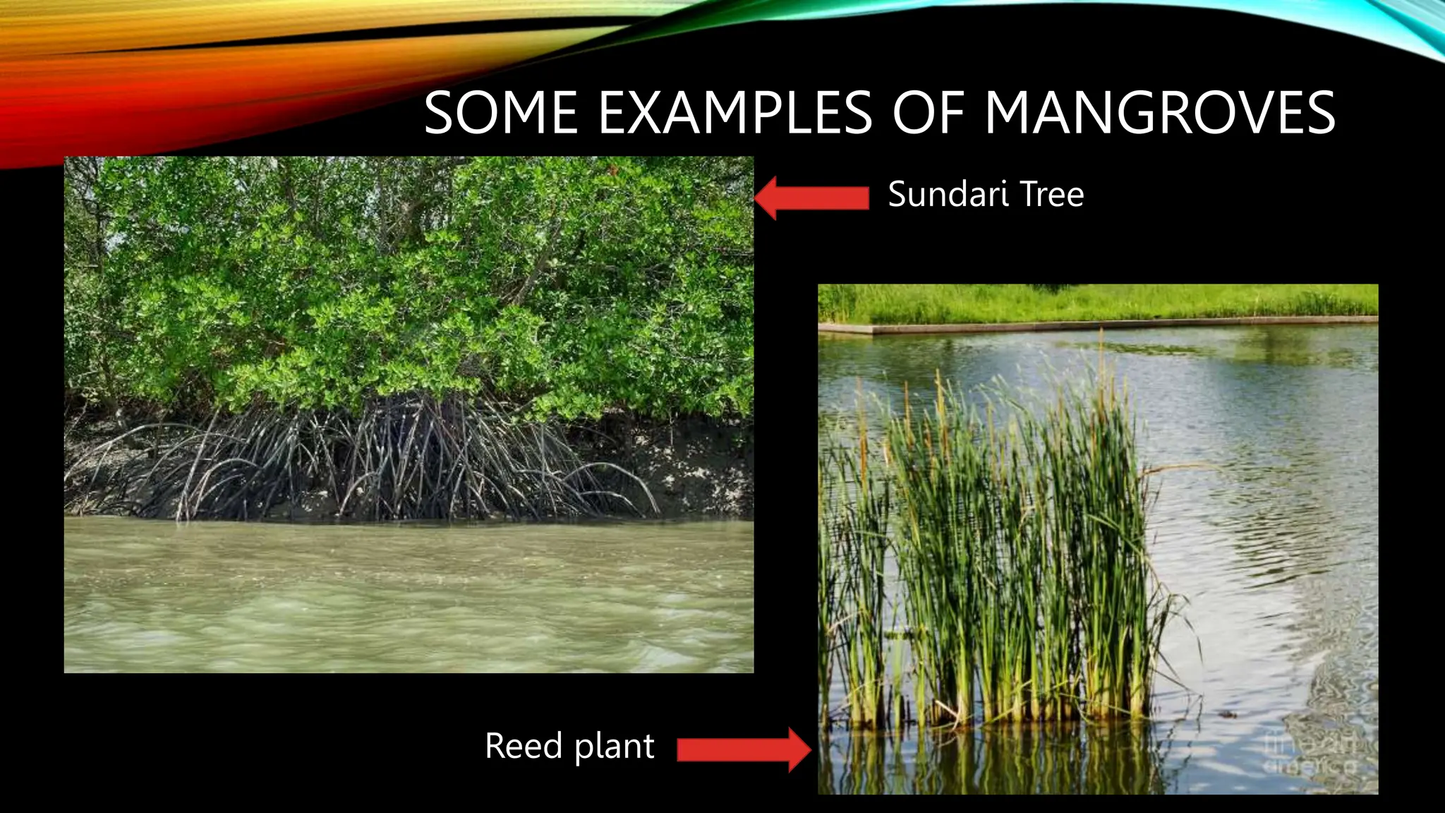 SOME EXAMPLES OF MANGROVES
Sundari Tree
Reed plant
 