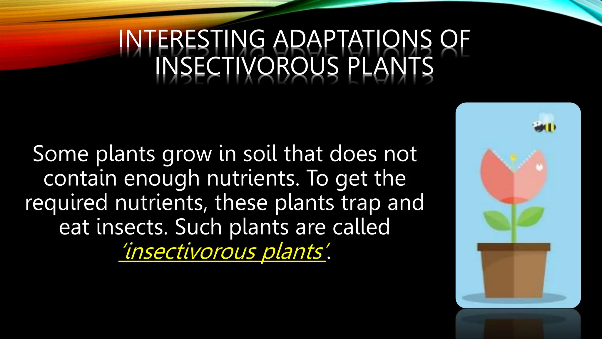 INTERESTING ADAPTATIONS OF
INSECTIVOROUS PLANTS
Some plants grow in soil that does not
contain enough nutrients. To get the
required nutrients, these plants trap and
eat insects. Such plants are called
‘insectivorous plants’.
 