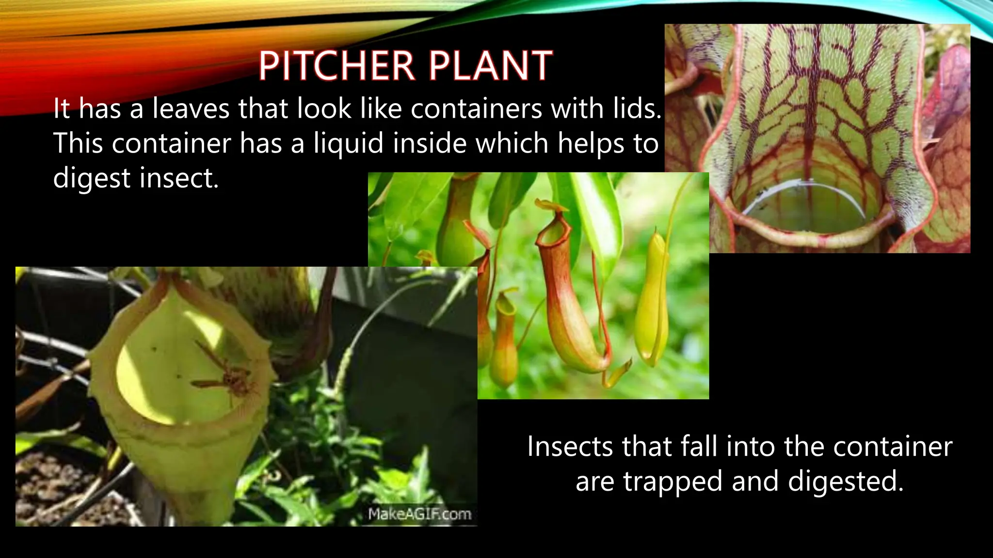 It has a leaves that look like containers with lids.
This container has a liquid inside which helps to
digest insect.
Insects that fall into the container
are trapped and digested.
 