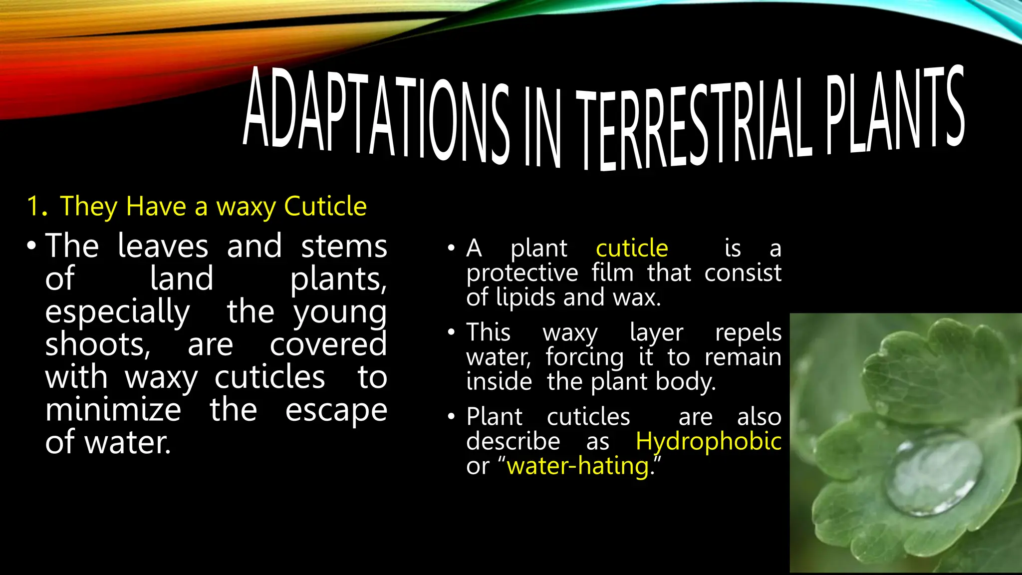 1. They Have a waxy Cuticle
• The leaves and stems
of land plants,
especially the young
shoots, are covered
with waxy cuticles to
minimize the escape
of water.
• A plant cuticle is a
protective film that consist
of lipids and wax.
• This waxy layer repels
water, forcing it to remain
inside the plant body.
• Plant cuticles are also
describe as Hydrophobic
or “water-hating.”
 