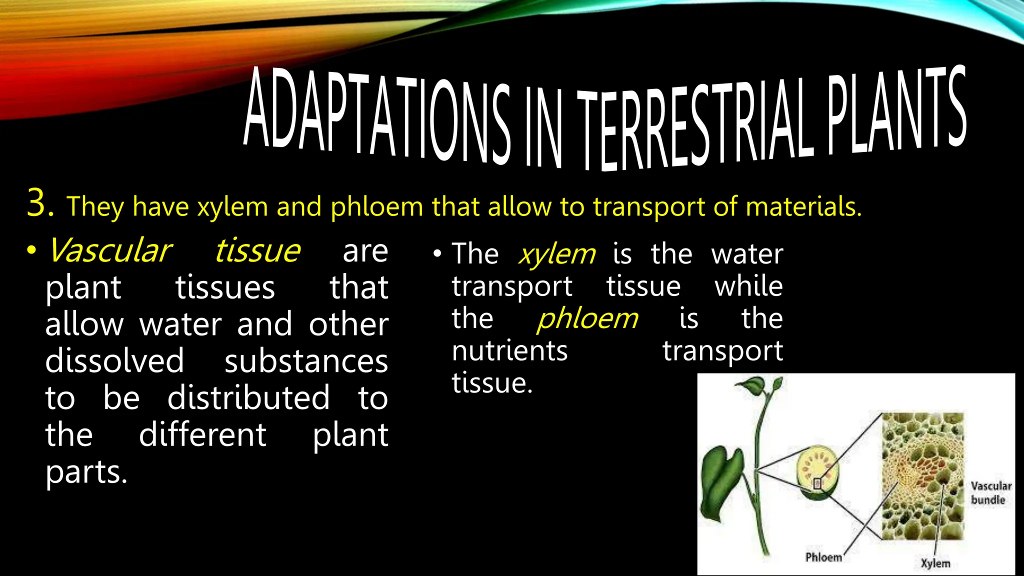 3. They have xylem and phloem that allow to transport of materials.
• Vascular tissue are
plant tissues that
allow water and other
dissolved substances
to be distributed to
the different plant
parts.
• The xylem is the water
transport tissue while
the phloem is the
nutrients transport
tissue.
 