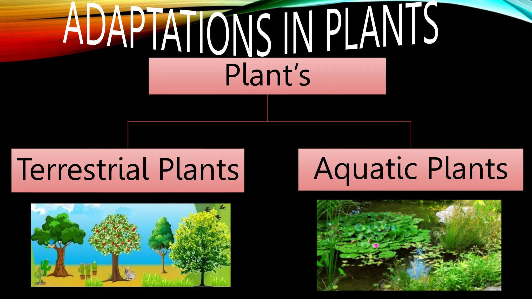 Plant’s
Terrestrial Plants Aquatic Plants
 