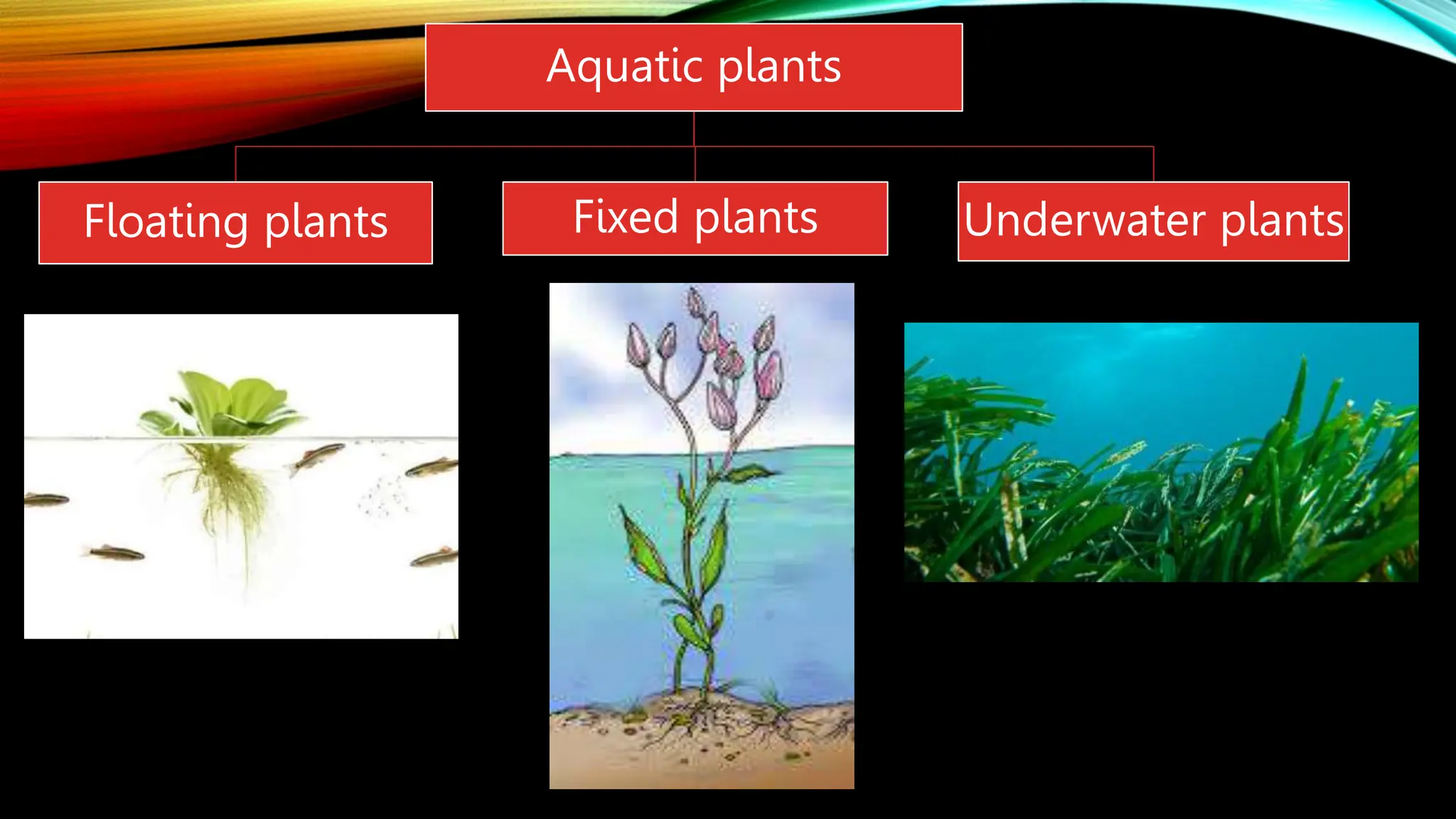 Aquatic plants
Floating plants Fixed plants Underwater plants
 