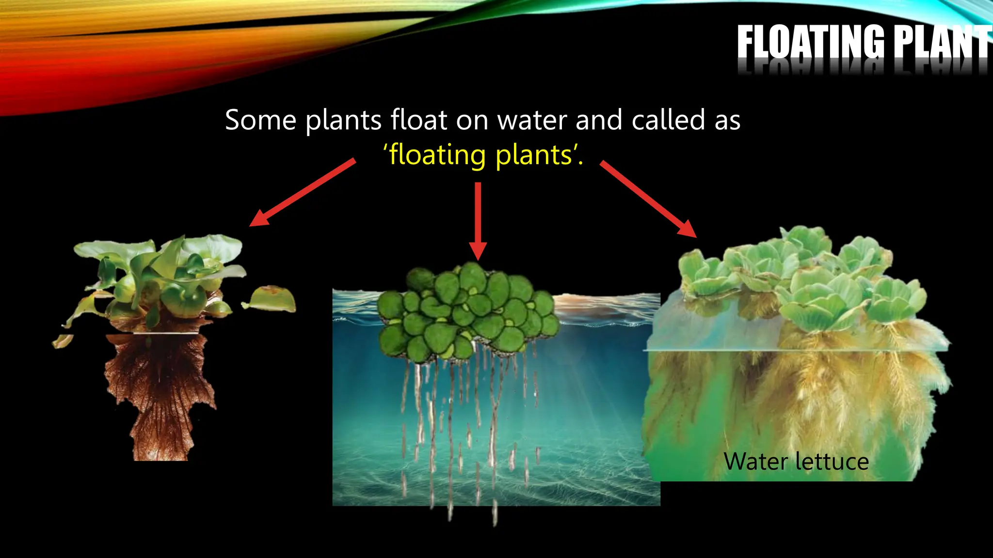 FLOATING PLANTS
Water lettuce
Water hyacinth
Some plants float on water and called as
‘floating plants’.
Duckweed
 