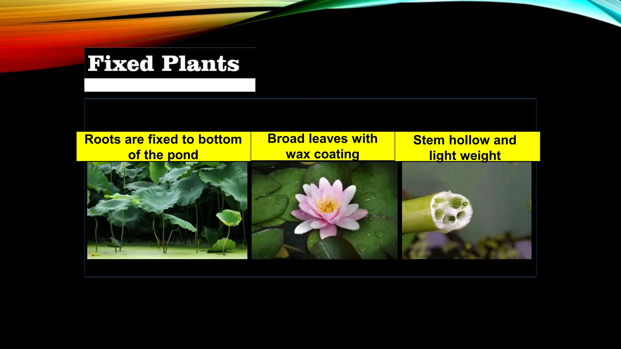 Roots are fixed to bottom
of the pond
Broad leaves with
wax coating
Stem hollow and
light weight
 