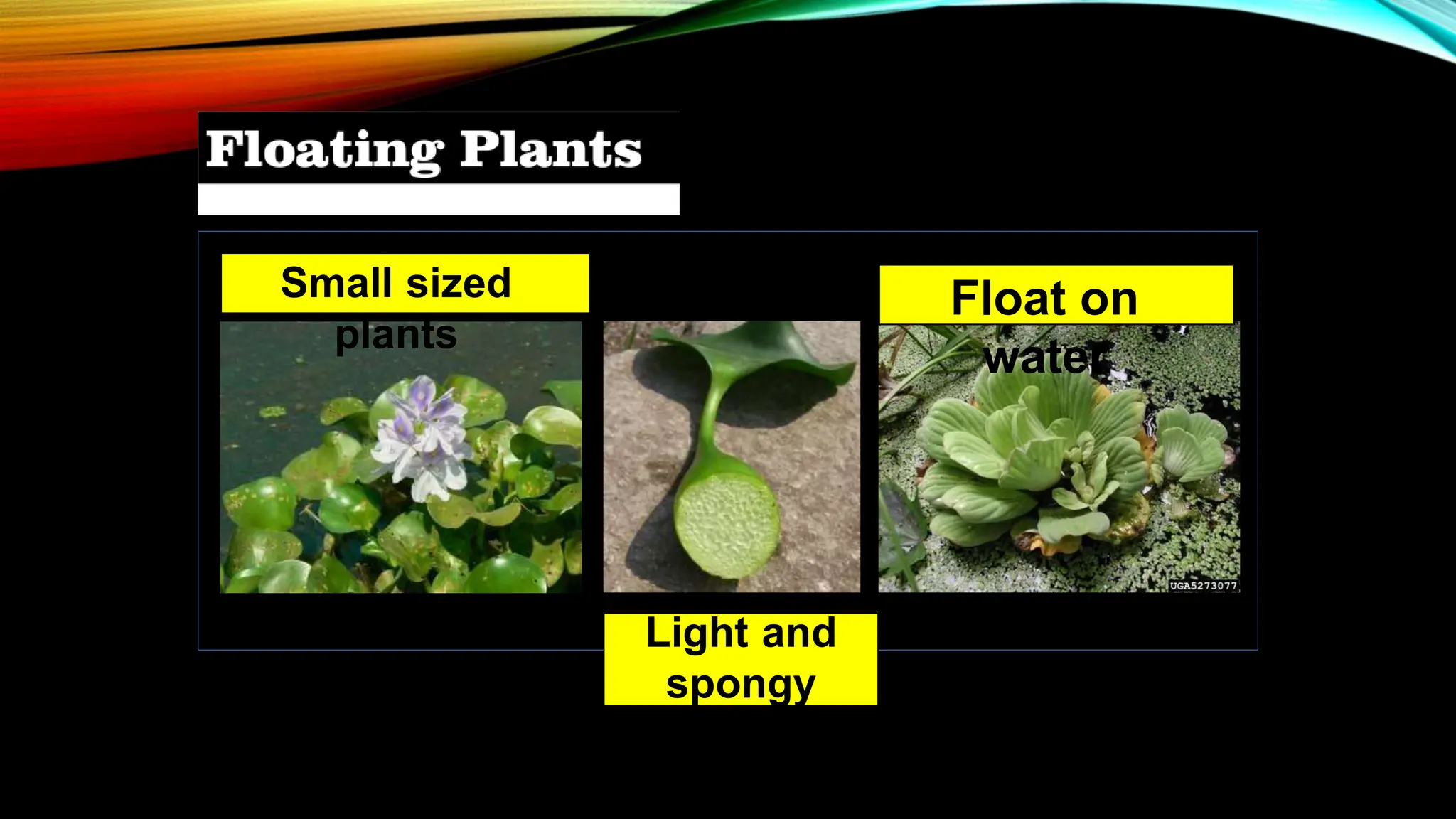 Light and
spongy
stem
Small sized
plants
Float on
water
 