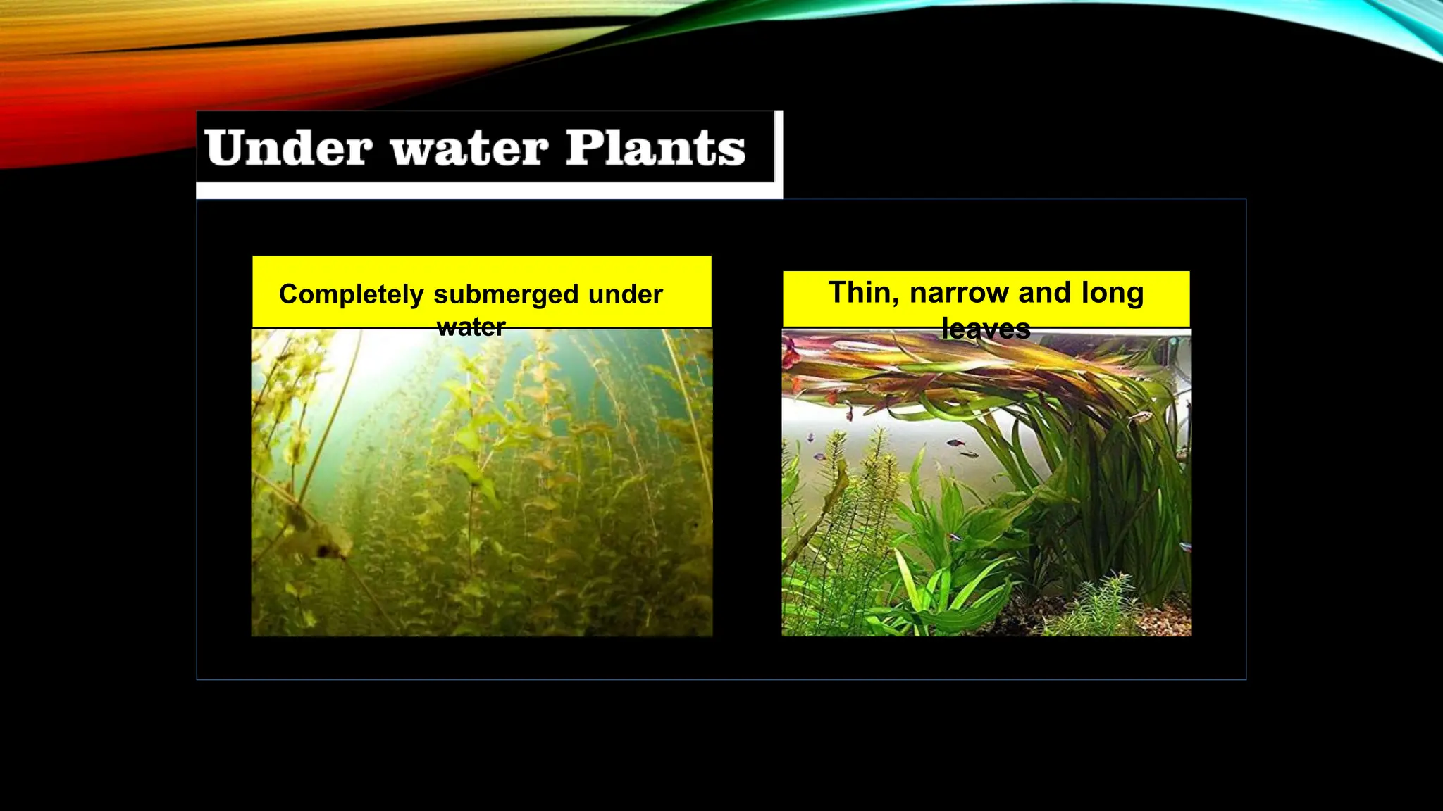 Completely submerged under
water
Thin, narrow and long
leaves
 