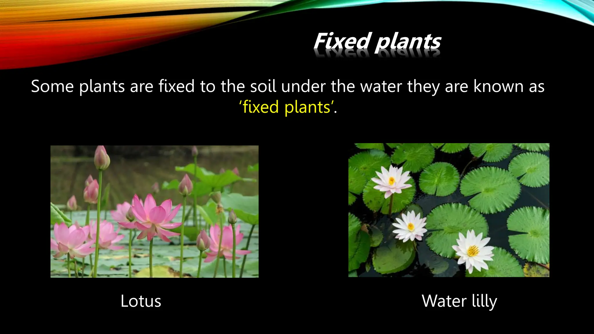 Fixed plants
Some plants are fixed to the soil under the water they are known as
‘fixed plants’.
Lotus Water lilly
 