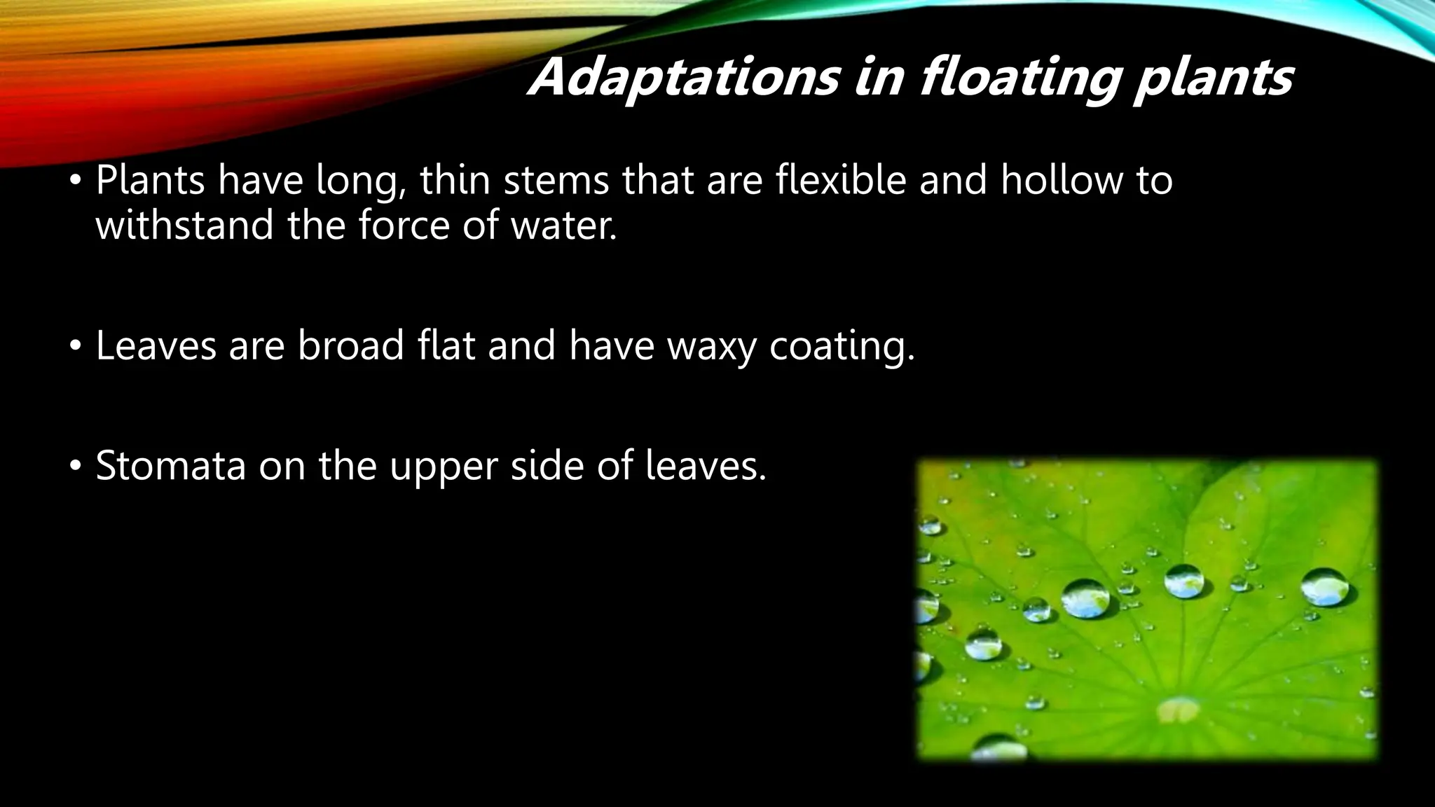 • Plants have long, thin stems that are flexible and hollow to
withstand the force of water.
• Leaves are broad flat and have waxy coating.
• Stomata on the upper side of leaves.
Adaptations in floating plants
 