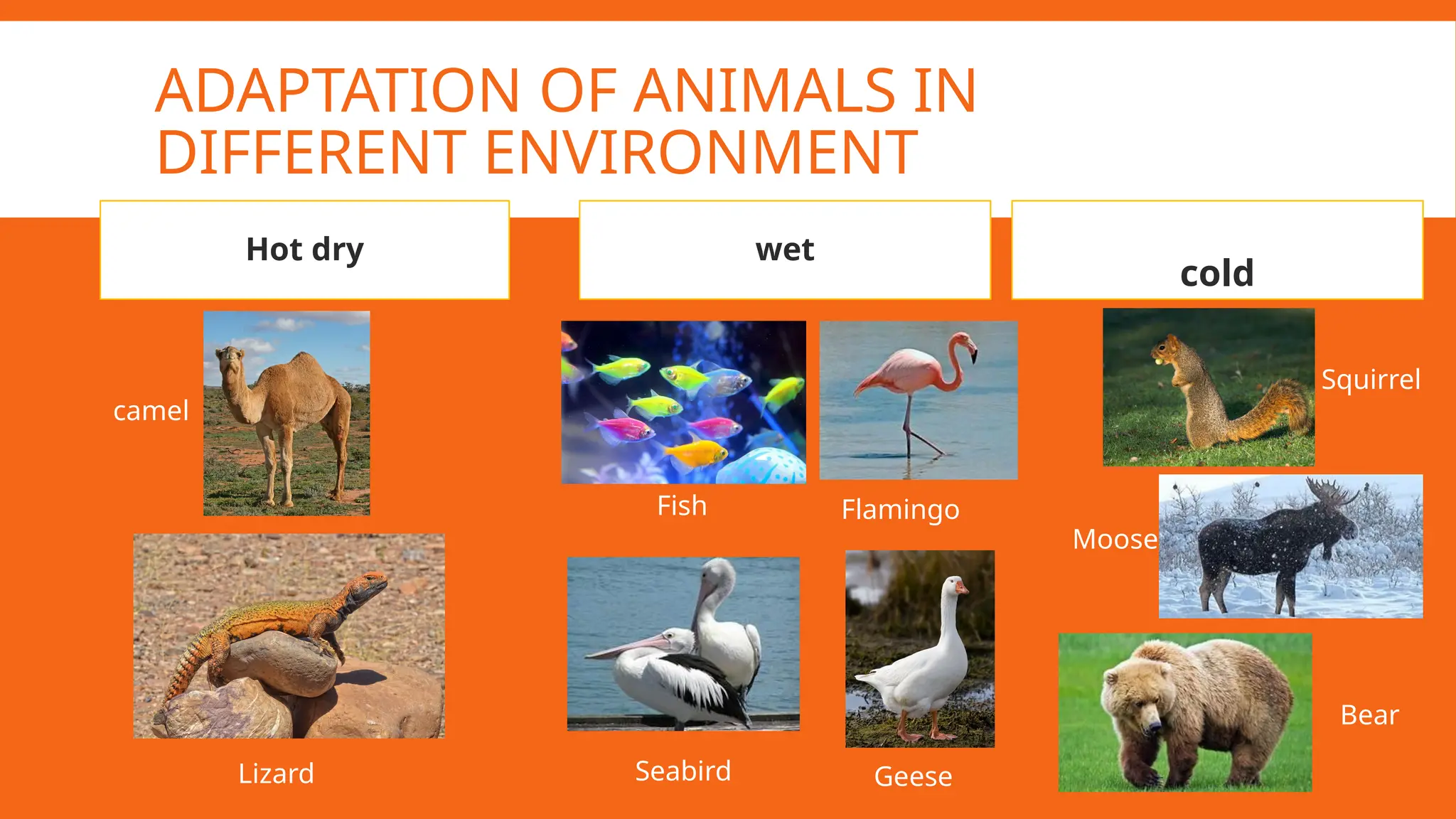 Adaptations of plants and animals in different environment.pptx
