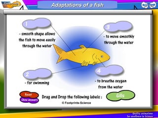 Adaptations & populations | PPT