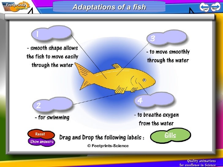 Adaptations & populations