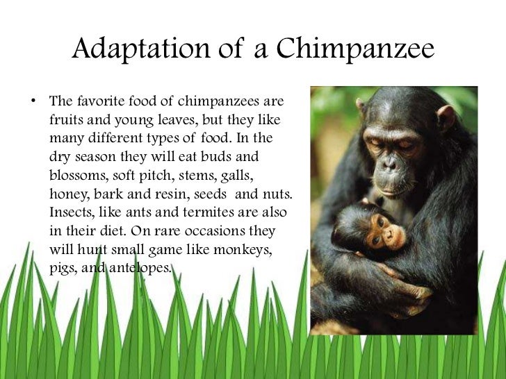Adaptations powerpoint