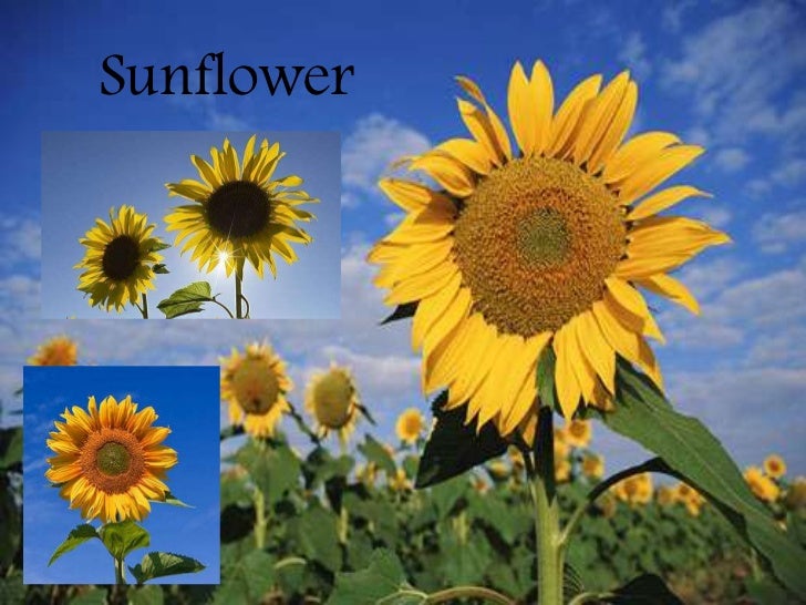 Adaptations powerpoint