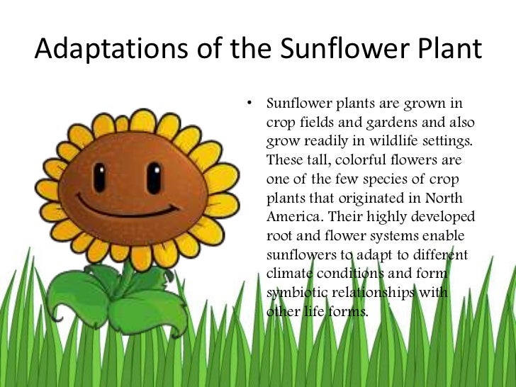 Adaptations powerpoint