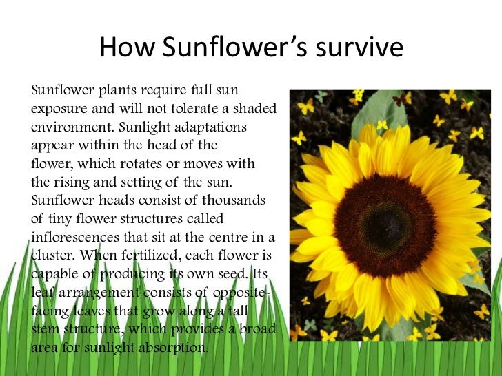 Adaptations powerpoint