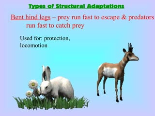 Bent hind legs – prey run fast to escape & predators
run fast to catch prey
Types of Structural Adaptations
Used for: protection,
locomotion
 