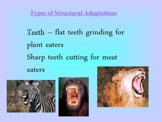 Types of Structural Adaptations
 