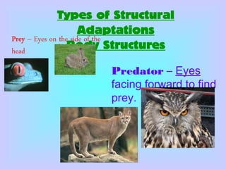 Types of Structural
Adaptations
Body Structures
Predator – Eyes
facing forward to find
prey.
 