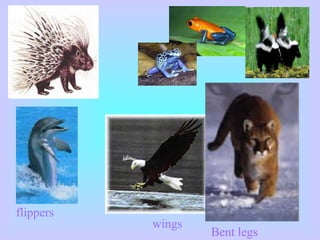 flippers
wings
Bent legs
 