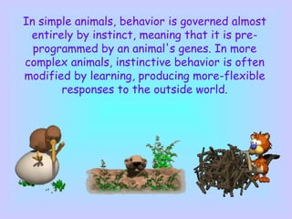 In simple animals, behavior is governed almost
entirely by instinct, meaning that it is pre-
programmed by an animal's genes. In more
complex animals, instinctive behavior is often
modified by learning, producing more-flexible
responses to the outside world.
 