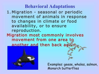Behavioral Adaptations
1. Migration - seasonal or periodic
movement of animals in response
to changes in climate or food
availability, or to ensure
reproduction.
Migration most commonly involves
movement from one area to
another and then back again.
Examples: geese, whales, salmon,
Monarch butterflies
 