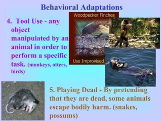 Behavioral Adaptations
4. Tool Use - any
object
manipulated by an
animal in order to
perform a specific
task. (monkeys, otters,
birds)
5. Playing Dead - By pretending
that they are dead, some animals
escape bodily harm. (snakes,
possums)
 