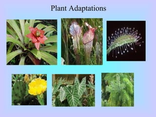 Plant Adaptations
 