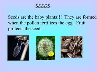 SEEDS
Seeds are the baby plants!!! They are formed
when the pollen fertilizes the egg. Fruit
protects the seed.
 