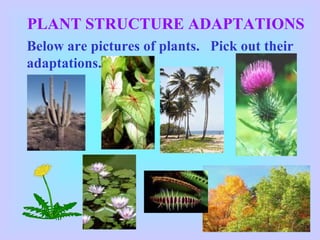 PLANT STRUCTURE ADAPTATIONS
Below are pictures of plants. Pick out their
adaptations.
 