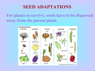 SEED ADAPTATIONS
For plants to survive, seeds have to be dispersed
away from the parent plant.
 