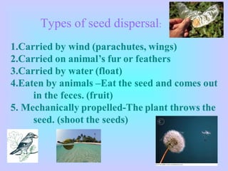 Types of seed dispersal:
 