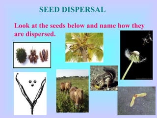 SEED DISPERSAL
Look at the seeds below and name how they
are dispersed.
 