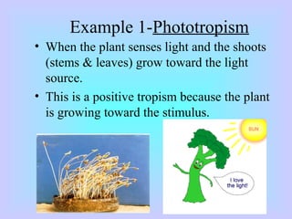 Example 1-Phototropism
• When the plant senses light and the shoots
(stems & leaves) grow toward the light
source.
• This is a positive tropism because the plant
is growing toward the stimulus.
 