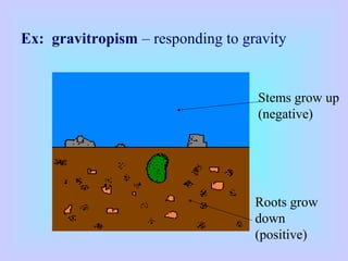 Ex: gravitropism – responding to gravity
Stems grow up
(negative)
Roots grow
down
(positive)
 