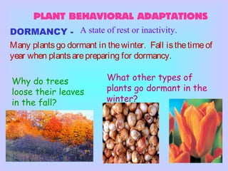 PLANT BEHAVIORAL ADAPTATIONS
DORMANCY - A state of rest or inactivity.
Many plantsgo dormant in thewinter. Fall isthetimeof
year when plantsarepreparing for dormancy.
Why do trees
loose their leaves
in the fall?
What other types of
plants go dormant in the
winter?
 