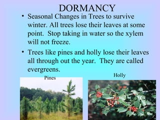 DORMANCY
• Seasonal Changes in Trees to survive
winter. All trees lose their leaves at some
point. Stop taking in water so the xylem
will not freeze.
• Trees like pines and holly lose their leaves
all through out the year. They are called
evergreens.
Pines
Holly
 