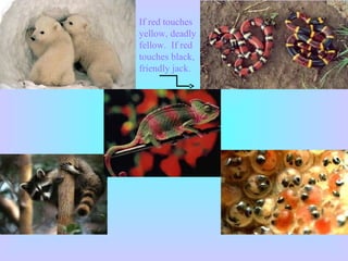 If red touches
yellow, deadly
fellow. If red
touches black,
friendly jack.
 