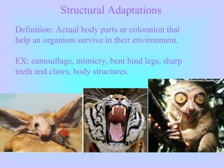 Structural Adaptations
Definition: Actual body parts or coloration that
help an organism survive in their environment.
EX: camouflage, mimicry, bent hind legs, sharp
teeth and claws, body structures.
 